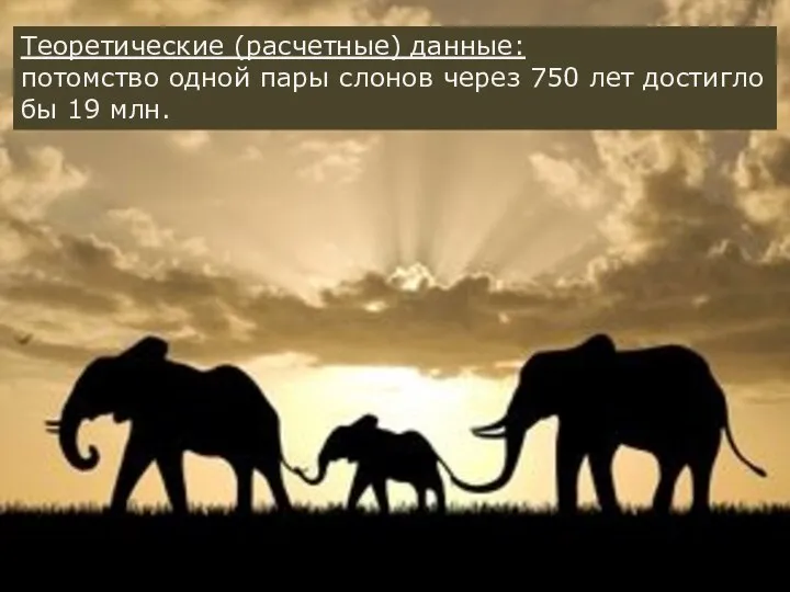 Теоретические (расчетные) данные: потомство одной пары слонов через 750 лет достигло бы 19 млн.