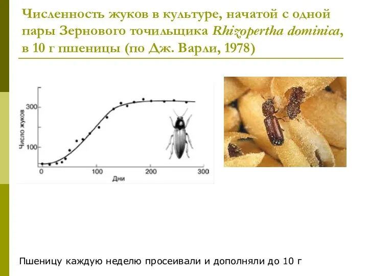 Численность жуков в культуре, начатой с одной пары Зернового точильщика Rhizopertha