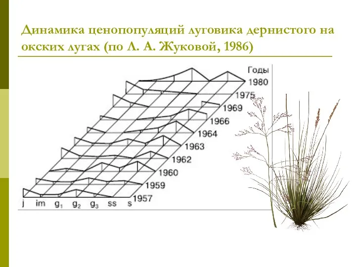 Динамика ценопопуляций луговика дернистого на окских лугах (по Л. А. Жуковой, 1986)