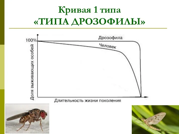 Кривая 1 типа «ТИПА ДРОЗОФИЛЫ»