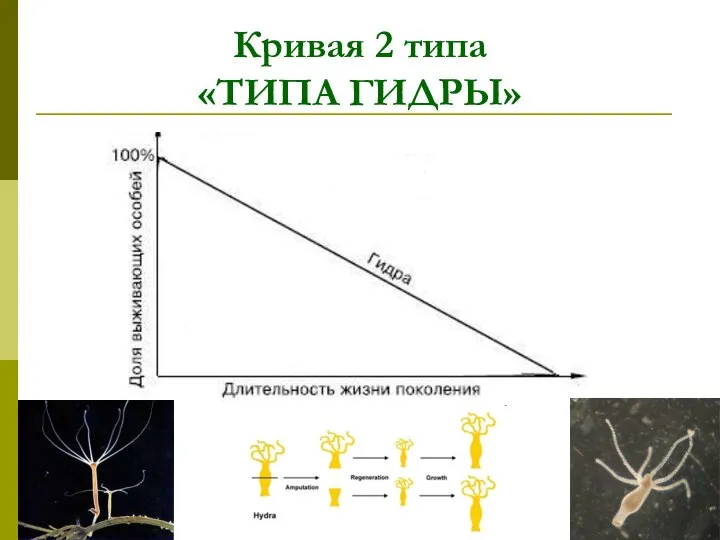 Кривая 2 типа «ТИПА ГИДРЫ»