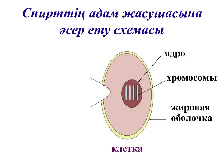 Спирттің адам жасушасына әсер ету схемасы Молекула спирта клетка жировая оболочка хромосомы ядро