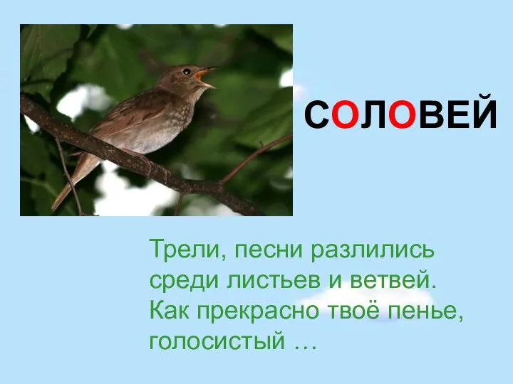 Трели, песни разлились среди листьев и ветвей. Как прекрасно твоё пенье, голосистый … СОЛОВЕЙ