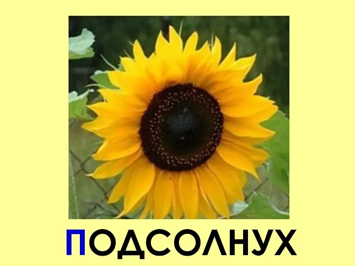 ПОДСОЛНУХ