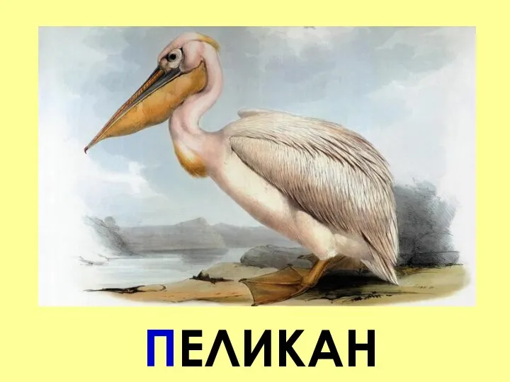 ПЕЛИКАН