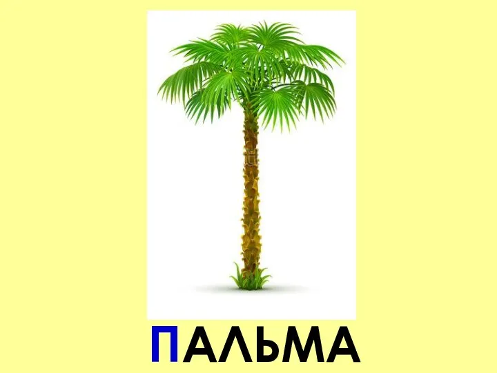 ПАЛЬМА