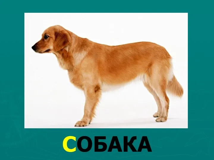 СОБАКА