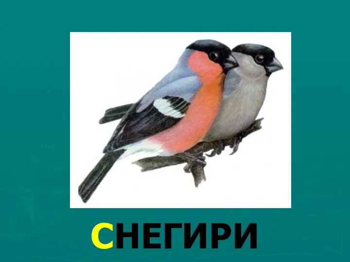 СНЕГИРИ