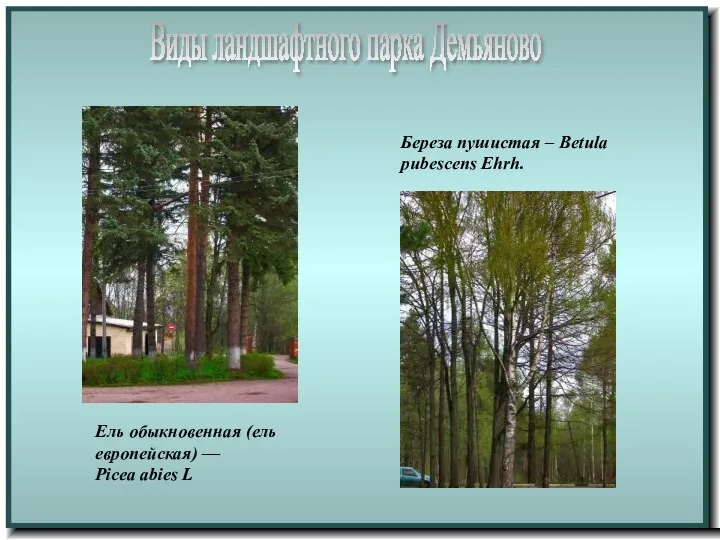 Виды ландшафтного парка Демьяново Ель обыкновенная (ель европейская) — Picea abies