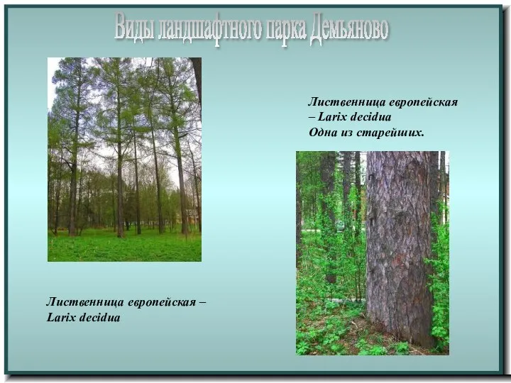 Виды ландшафтного парка Демьяново Лиственница европейская – Larix decidua Лиственница европейская