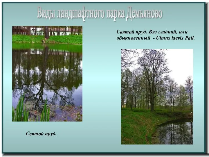 Виды ландшафтного парка Демьяново Святой пруд. Святой пруд. Вяз гладкий, или обыкновенный - Ulmus laevis Pall.