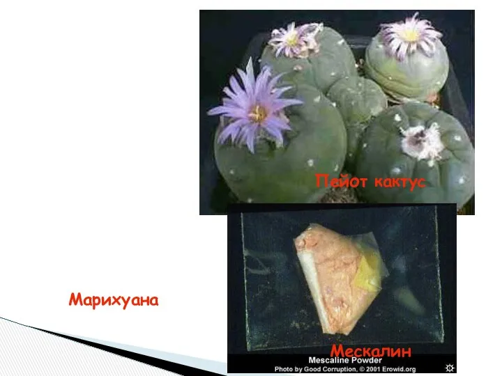 Марихуана Пейот кактус Мескалин