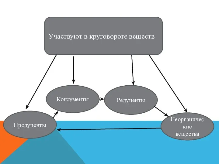 Участвуют в круговороте веществ Продуценты Консументы Редуценты Неорганические вещества