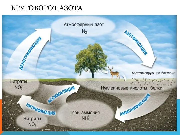 КРУГОВОРОТ АЗОТА