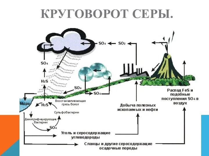 КРУГОВОРОТ СЕРЫ.