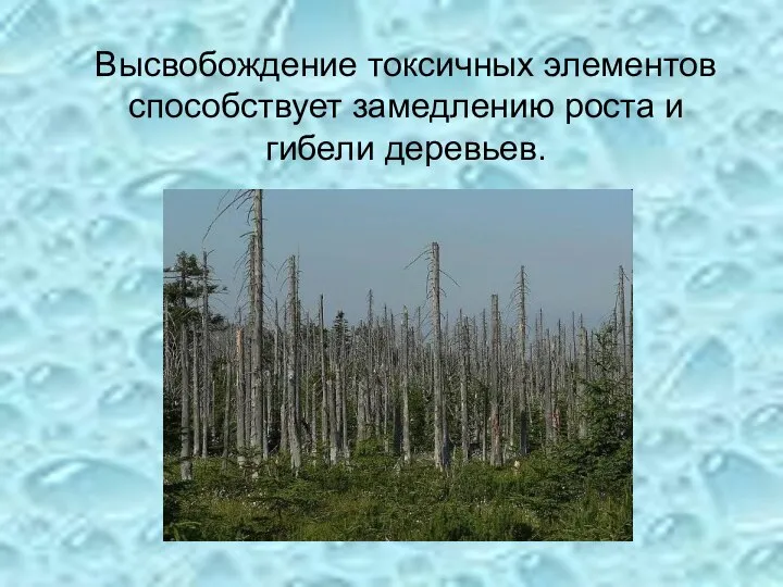 Высвобождение токсичных элементов способствует замедлению роста и гибели деревьев.