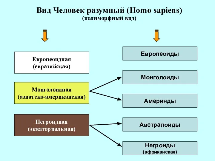 Вид Человек разумный (Homo sapiens) (полиморфный вид) Европеоидная (евразийская) Европеоиды Монголоидная
