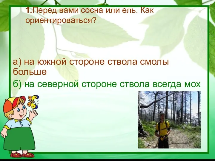 1.Перед вами сосна или ель. Как ориентироваться? а) на южной стороне