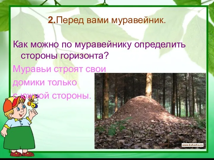 2.Перед вами муравейник. Как можно по муравейнику определить стороны горизонта? Муравьи