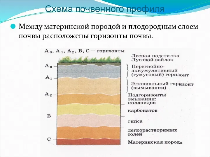 Схема почвенного профиля Между материнской породой и плодородным слоем почвы расположены горизонты почвы.