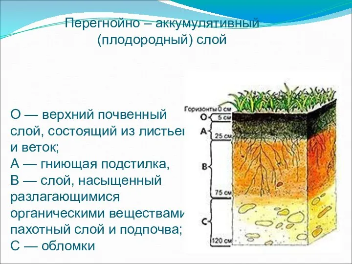 О — верхний почвенный слой, состоящий из листьев и веток; А