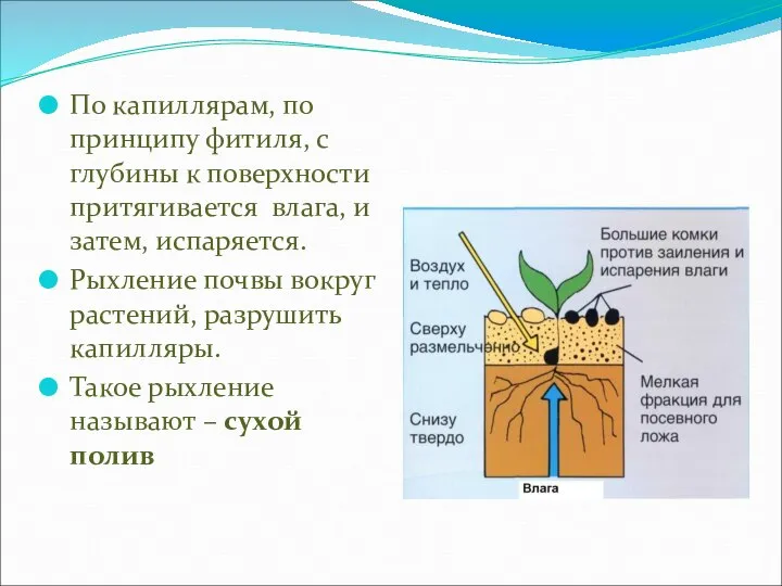 По капиллярам, по принципу фитиля, с глубины к поверхности притягивается влага,