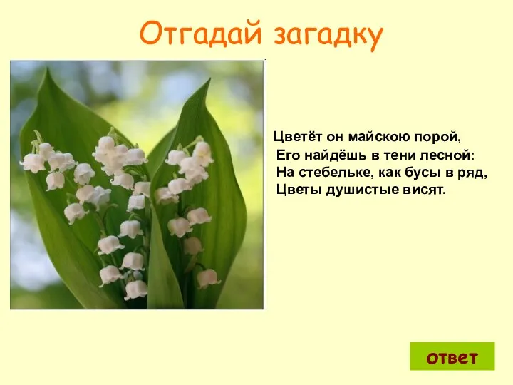 Цветёт он майскою порой, Его найдёшь в тени лесной: На стебельке,