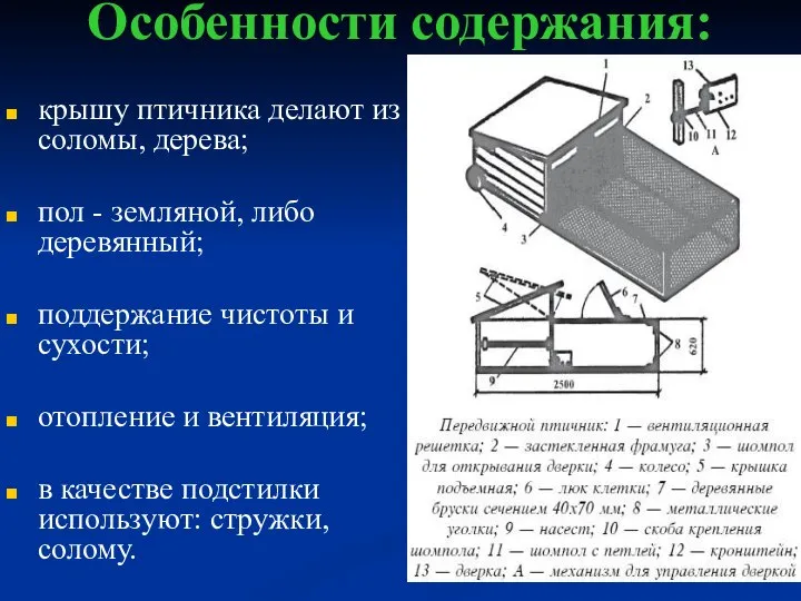 Особенности содержания: крышу птичника делают из соломы, дерева; пол - земляной,