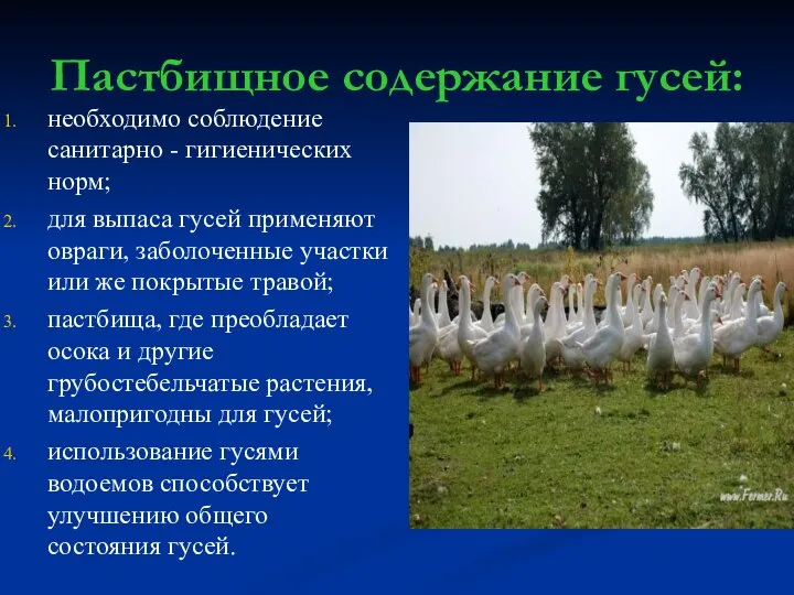 Пастбищное содержание гусей: необходимо соблюдение санитарно - гигиенических норм; для выпаса