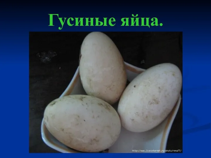 Гусиные яйца.