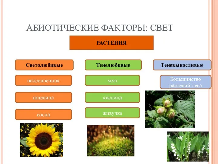 АБИОТИЧЕСКИЕ ФАКТОРЫ: СВЕТ РАСТЕНИЯ Светолюбивые Тенелюбивые Теневыносливые подсолнечник пшеница сосна мхи кислица живучка Большинство растений леса