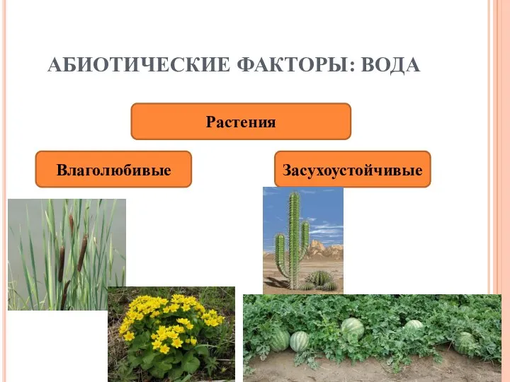 АБИОТИЧЕСКИЕ ФАКТОРЫ: ВОДА Растения Влаголюбивые Засухоустойчивые