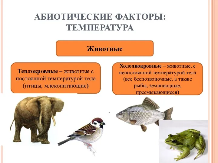 АБИОТИЧЕСКИЕ ФАКТОРЫ: ТЕМПЕРАТУРА Животные Теплокровные – животные с постоянной температурой тела