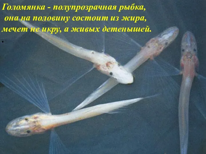 Голомянка - полупрозрачная рыбка, она на половину состоит из жира, мечет