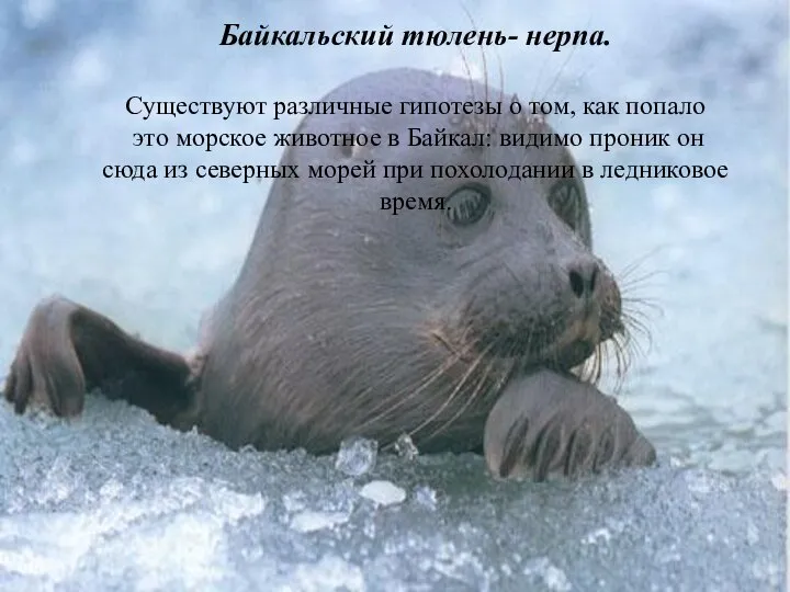 Байкальский тюлень- нерпа. Существуют различные гипотезы о том, как попало это