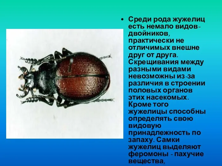 Среди рода жужелиц есть немало видов-двойников, практически не отличимых внешне друг