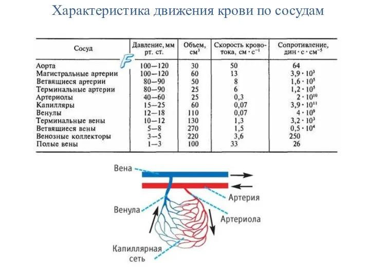 Характеристика движения крови по сосудам