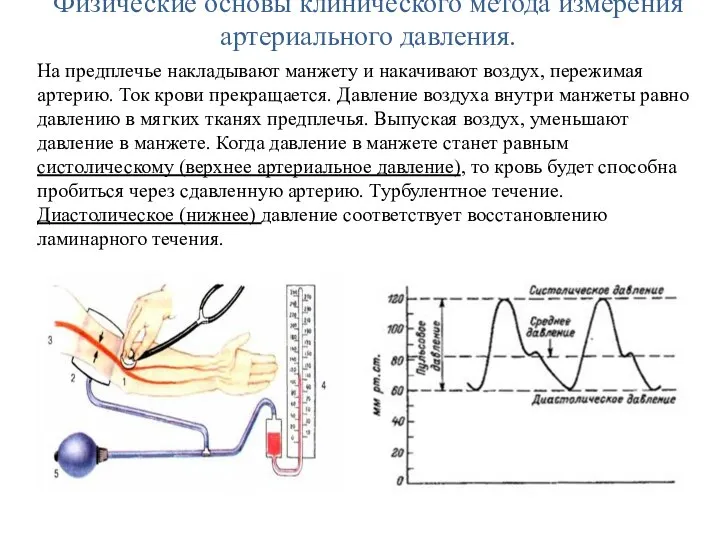 Физические основы клинического метода измерения артериального давления. На предплечье накладывают манжету