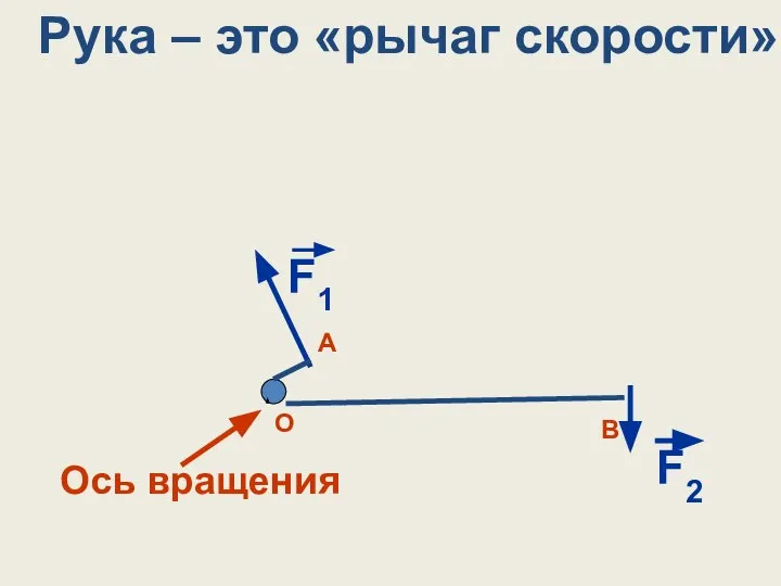 Ось вращения F1 F2 Рука – это «рычаг скорости» О В А