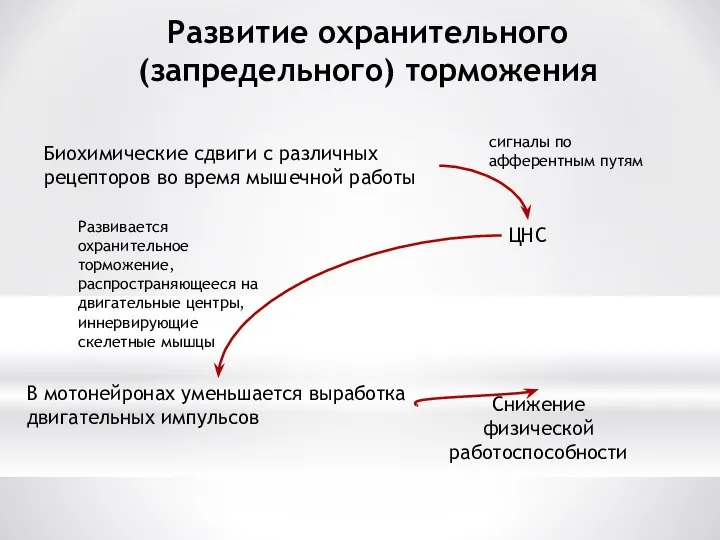 Развитие охранительного (запредельного) торможения Биохимические сдвиги с различных рецепторов во время