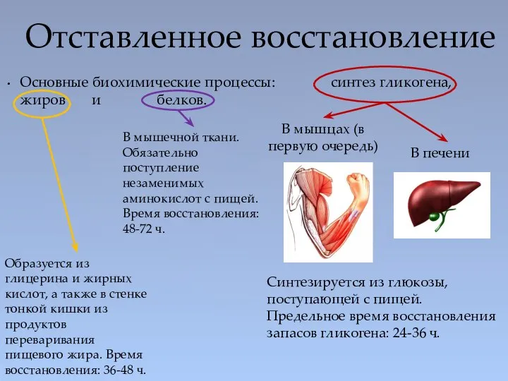 Основные биохимические процессы: синтез гликогена, жиров и белков. Отставленное восстановление В