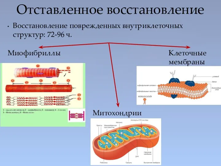 Восстановление поврежденных внутриклеточных структур: 72-96 ч. Отставленное восстановление Миофибриллы Митохондрии Клеточные мембраны