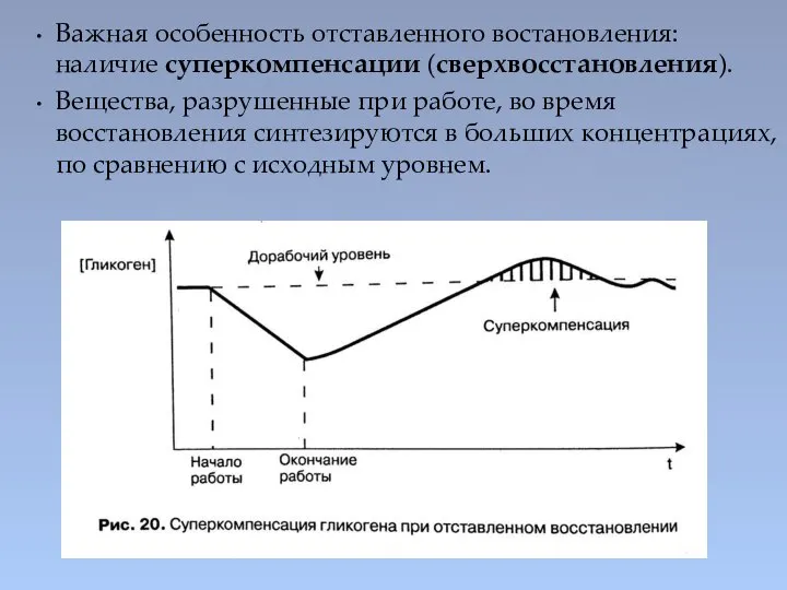 Важная особенность отставленного востановления: наличие суперкомпенсации (сверхвосстановления). Вещества, разрушенные при работе,