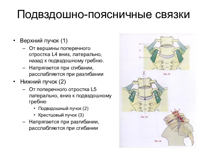 Подвздошно-поясничные связки Верхний пучок (1) От вершины поперечного отростка L4 вниз,