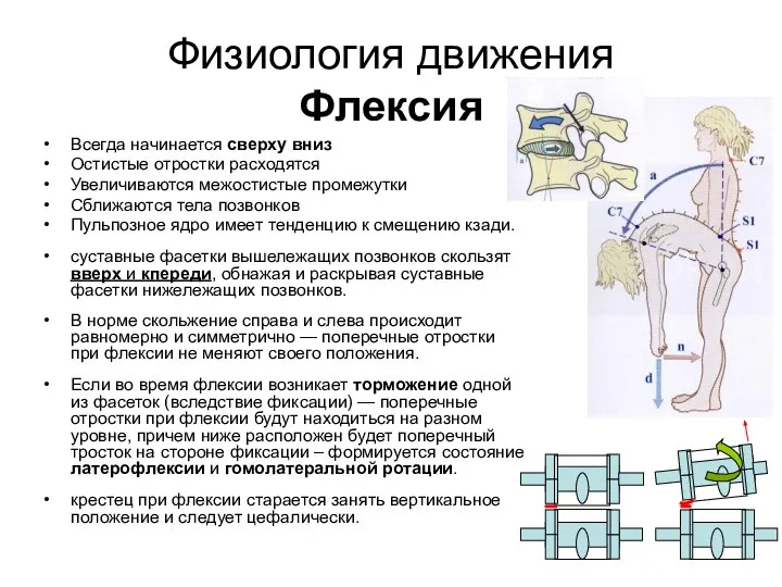 Физиология движения Флексия Всегда начинается сверху вниз Остистые отростки расходятся Увеличиваются