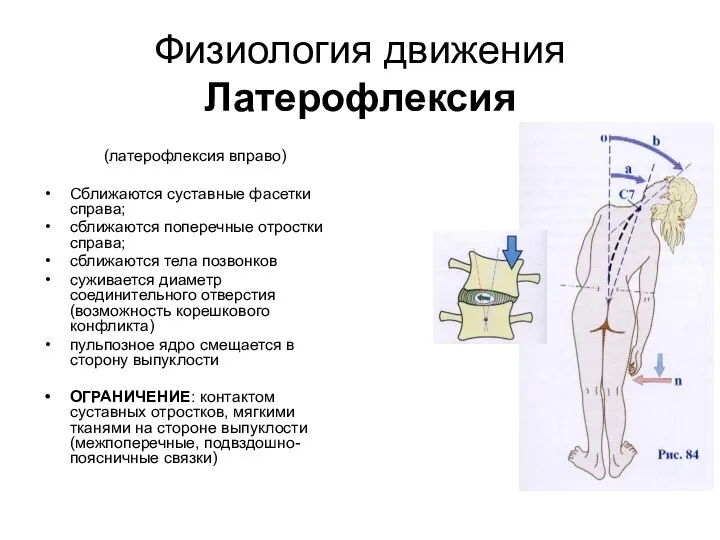 Физиология движения Латерофлексия (латерофлексия вправо) Сближаются суставные фасетки справа; сближаются поперечные