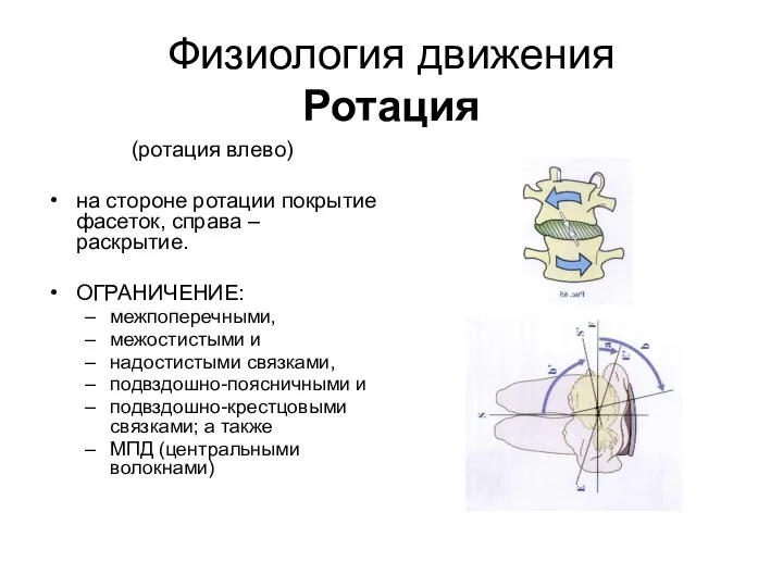 Физиология движения Ротация (ротация влево) на стороне ротации покрытие фасеток, справа