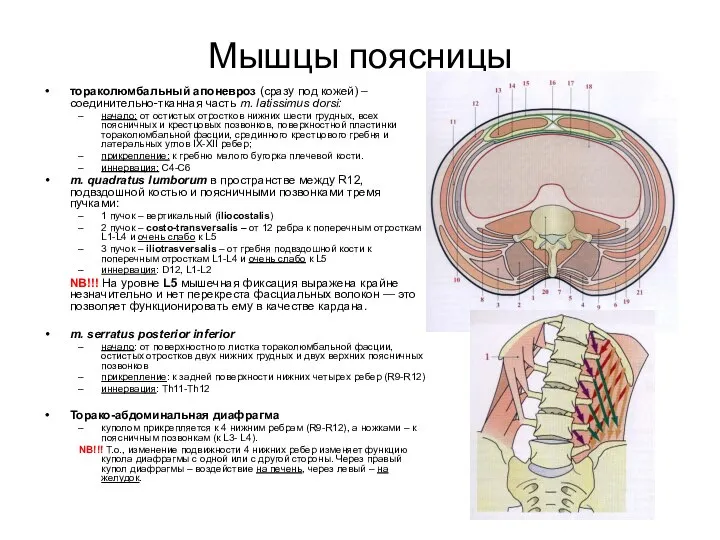 Мышцы поясницы тораколюмбальный апоневроз (сразу под кожей) – соединительно-тканная часть m.