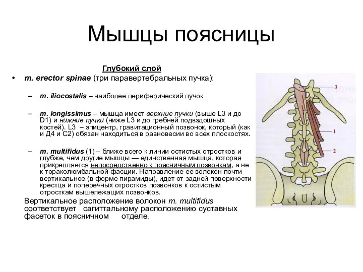 Мышцы поясницы Глубокий слой m. erector spinae (три паравертебральных пучка): m.