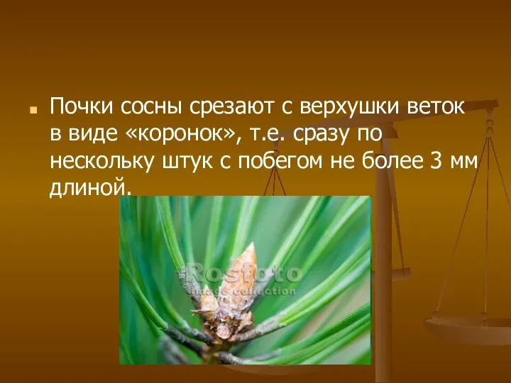 Почки сосны срезают с верхушки веток в виде «коронок», т.е. сразу